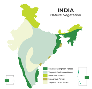 Natural Vegetation