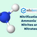 Nitrification – Ammonia to Nitrites and Nitrates – UPSC Environment Notes