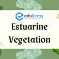 Estuarine Vegetation – UPSC Environment Notes