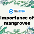 Importance of mangroves – UPSC Environment Notes