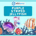 Purple-striped Jellyfish – UPSC