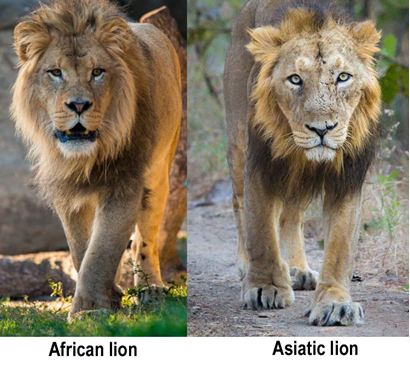 Breeding of Lions