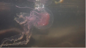 Pelagia noctiluca jellyfish