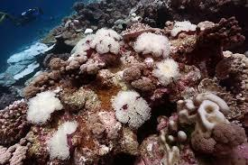 Sea Anemones 