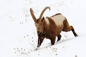 Himalayan ibex