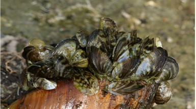 Zebra Mussel