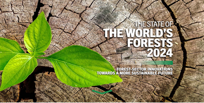 World’s Forests 2024 Report