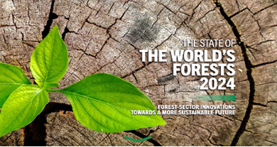 World’s Forests 2024 Report 