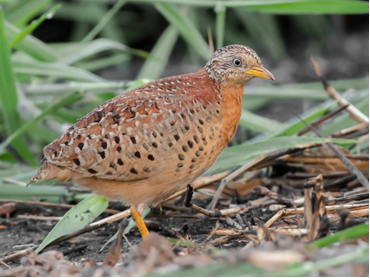 Yellow-Legged Buttonquail