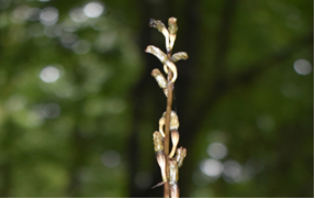 Gastrodia indica 