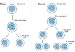 Cell Division