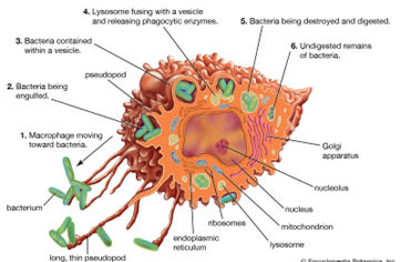 Macrophages