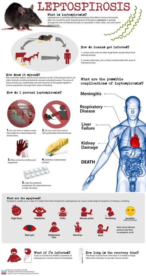 Leptospirosis