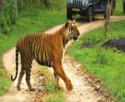 Achanakmar Tiger Reserve