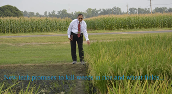 weeds in rice and wheat fields