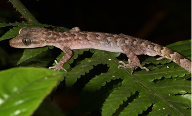 Bent-Toed Geckos