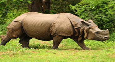 Pobitora Wildlife Sanctuary