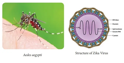 Zika Virus