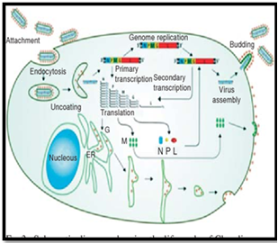 Chandipura Vesiculovirus