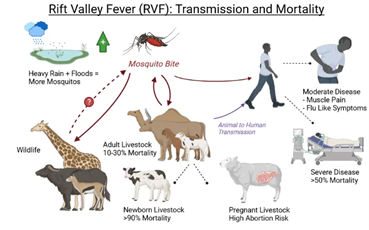 Valley Fever