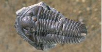 Trilobites 