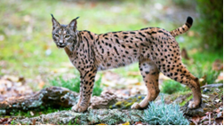 The Iberian Lynx